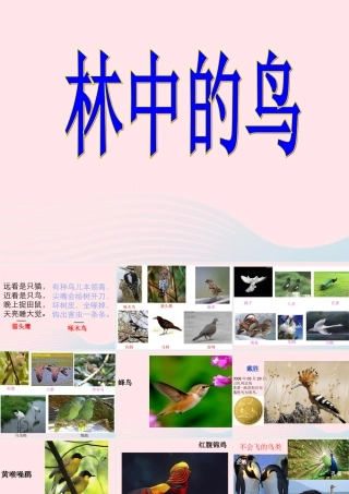 五年级科学上册 第5课《林中的鸟》课件（2） 鄂教版-鄂教版小学五年级上册自然科学课件
