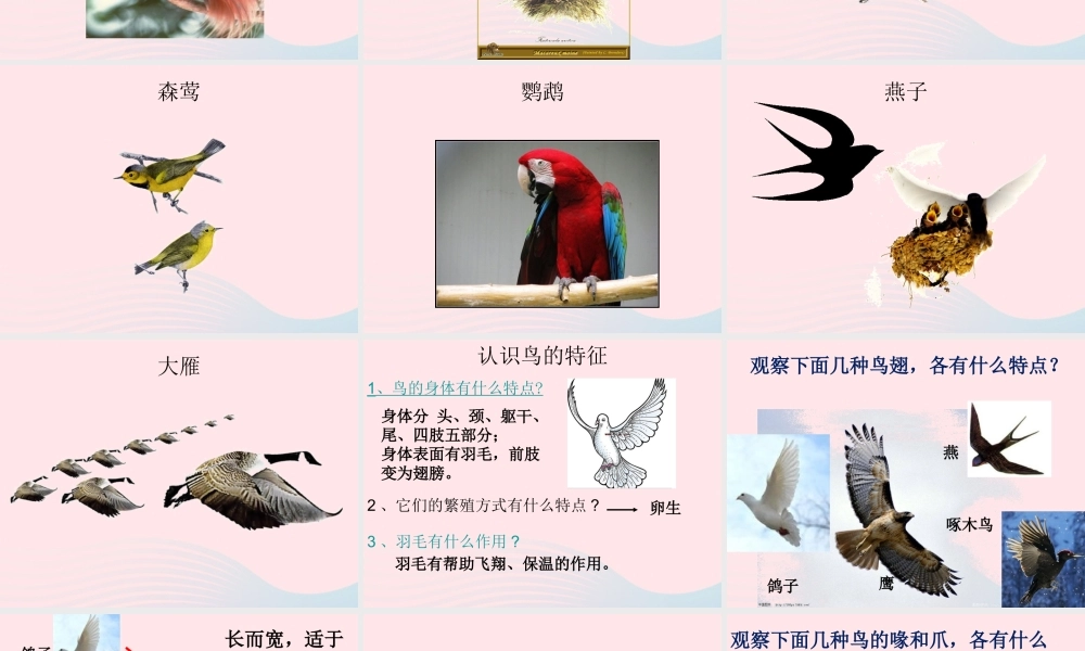 五年级科学上册 第5课《林中的鸟》课件（3） 鄂教版-鄂教版小学五年级上册自然科学课件