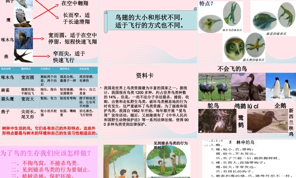 五年级科学上册 第5课《林中的鸟》课件（3） 鄂教版-鄂教版小学五年级上册自然科学课件