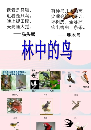五年级科学上册 第5课《林中的鸟》课件（3） 鄂教版-鄂教版小学五年级上册自然科学课件