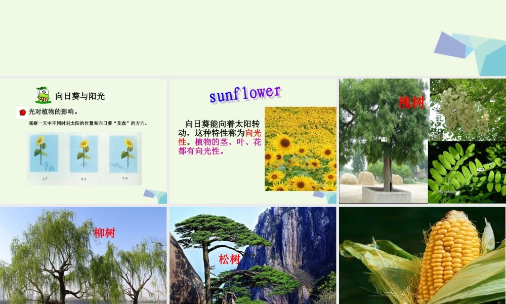 五年级科学上册 第6课 葵花向阳课件1 冀教版-冀教版小学五年级上册自然科学课件