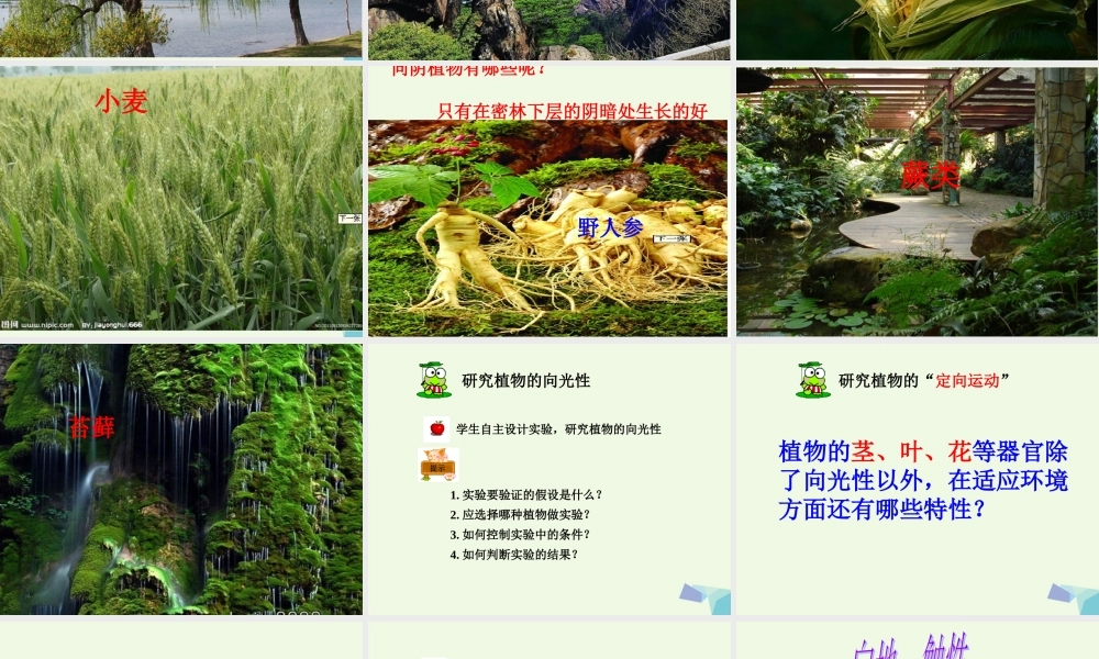 五年级科学上册 第6课 葵花向阳课件1 冀教版-冀教版小学五年级上册自然科学课件