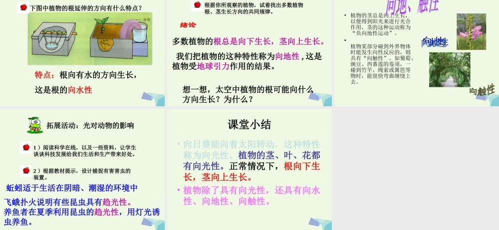 五年级科学上册 第6课 葵花向阳课件1 冀教版-冀教版小学五年级上册自然科学课件