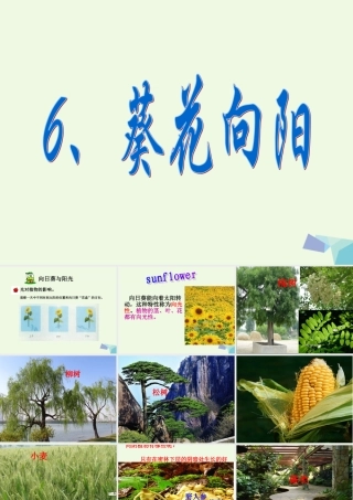 五年级科学上册 第6课 葵花向阳课件1 冀教版-冀教版小学五年级上册自然科学课件
