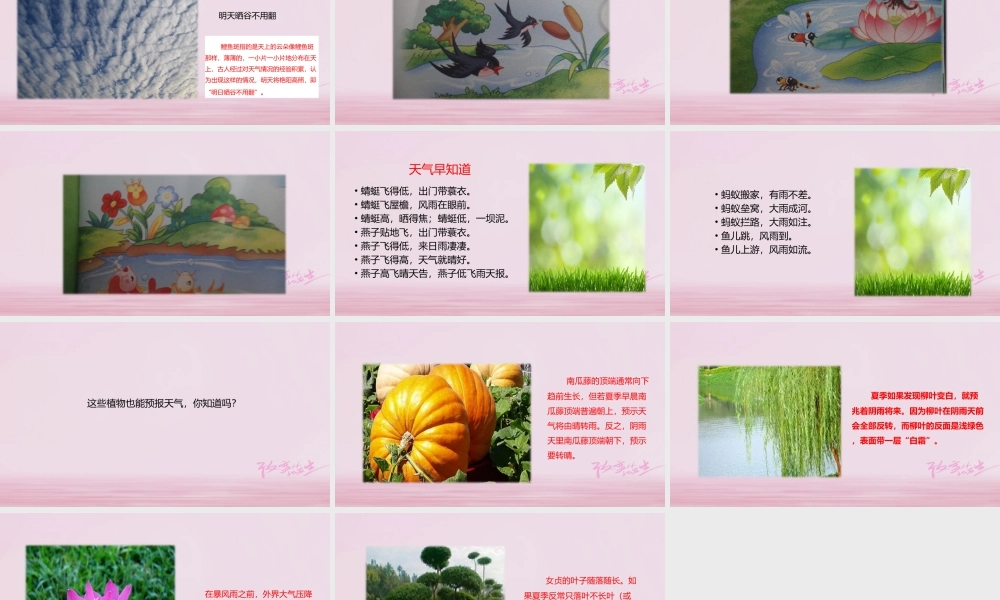 二年级语文下册 识字二 农谚两则（观物识天气）课件 西师大版-西师大版小学二年级下册语文课件