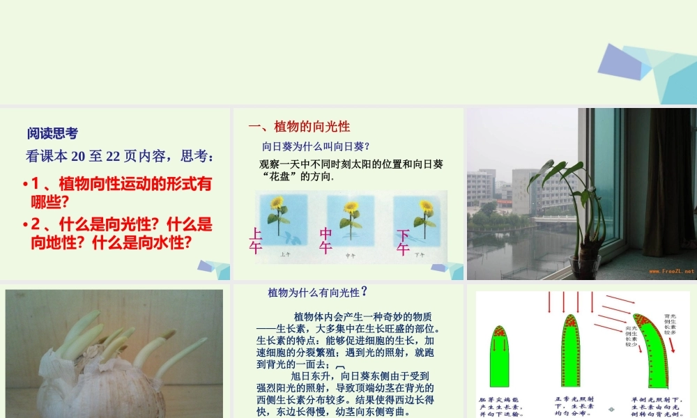 五年级科学上册 第6课 葵花向阳课件2 冀教版-冀教版小学五年级上册自然科学课件