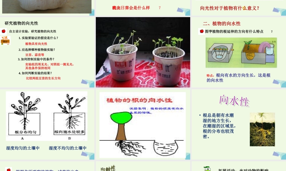 五年级科学上册 第6课 葵花向阳课件2 冀教版-冀教版小学五年级上册自然科学课件