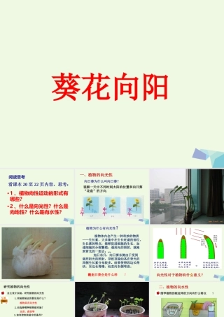 五年级科学上册 第6课 葵花向阳课件2 冀教版-冀教版小学五年级上册自然科学课件