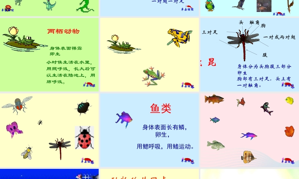 五年级科学下册 第1课《形形色色的动物》课件1 鄂教版-鄂教版小学五年级下册自然科学课件