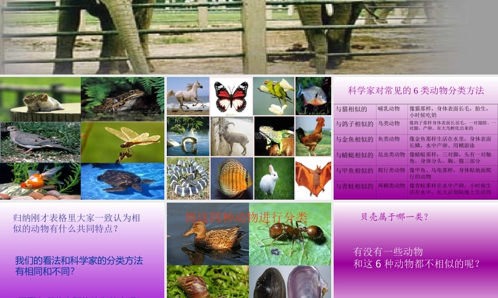 五年级科学下册 第1课《形形色色的动物》课件2 鄂教版-鄂教版小学五年级下册自然科学课件
