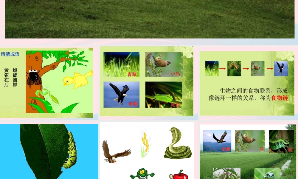 五年级科学上册 第6课《谁吃谁》课件（1） 鄂教版-鄂教版小学五年级上册自然科学课件