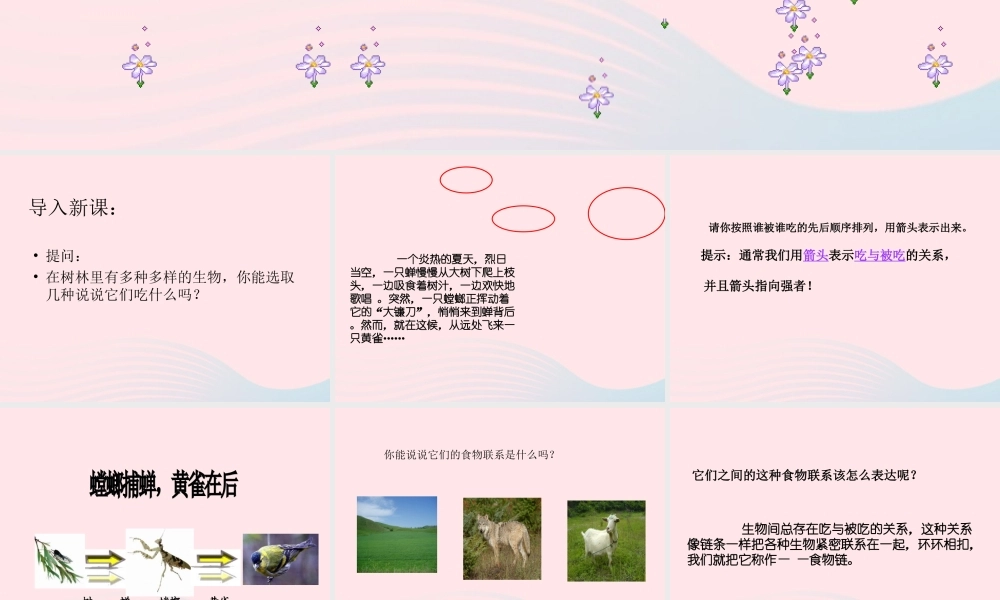 五年级科学上册 第6课《谁吃谁》课件（2） 鄂教版-鄂教版小学五年级上册自然科学课件