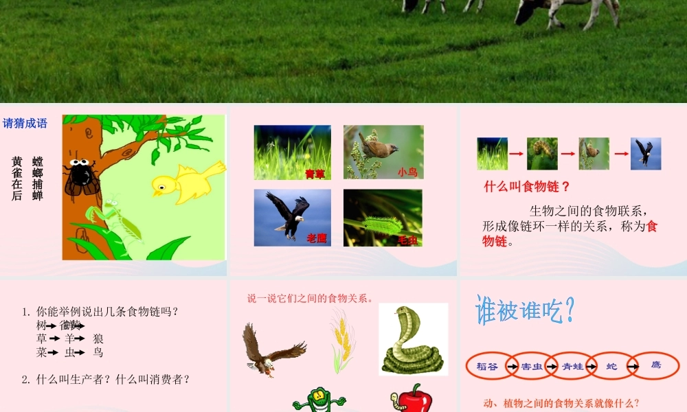 五年级科学上册 第6课《谁吃谁》课件（3） 鄂教版-鄂教版小学五年级上册自然科学课件