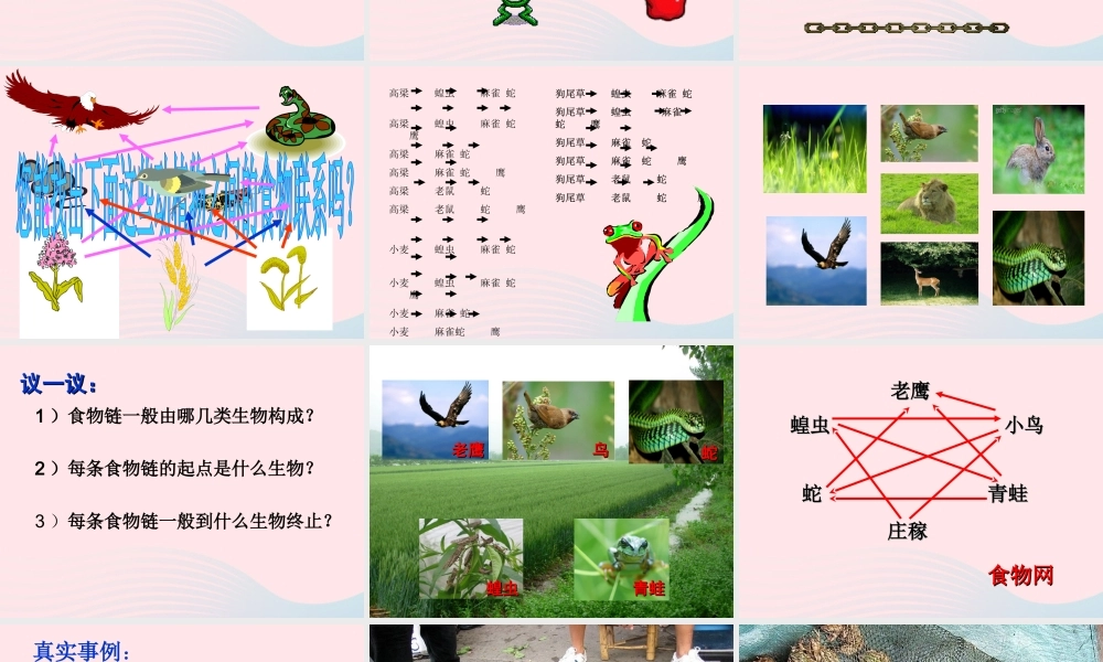 五年级科学上册 第6课《谁吃谁》课件（3） 鄂教版-鄂教版小学五年级上册自然科学课件