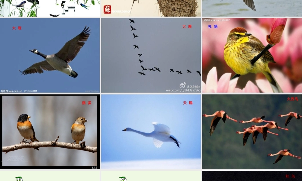 五年级科学上册 第7课 燕子南飞课件1 冀教版-冀教版小学五年级上册自然科学课件