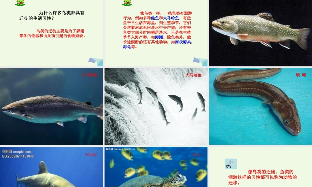 五年级科学上册 第7课 燕子南飞课件1 冀教版-冀教版小学五年级上册自然科学课件