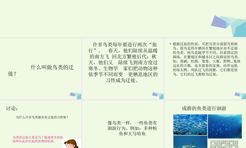 五年级科学上册 第7课 燕子南飞课件2 冀教版-冀教版小学五年级上册自然科学课件