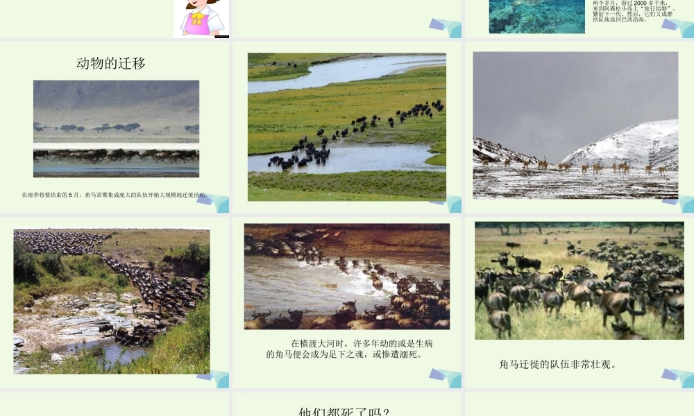 五年级科学上册 第7课 燕子南飞课件2 冀教版-冀教版小学五年级上册自然科学课件