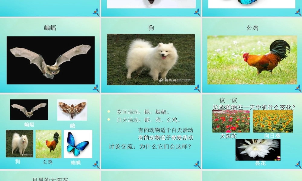 五年级科学下册 第2单元 地球的运动 2.2《昼夜交替》课件1 （新版）湘科版-人教版小学五年级下册自然科学课件