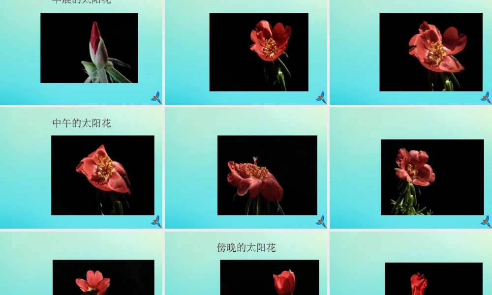 五年级科学下册 第2单元 地球的运动 2.2《昼夜交替》课件1 （新版）湘科版-人教版小学五年级下册自然科学课件