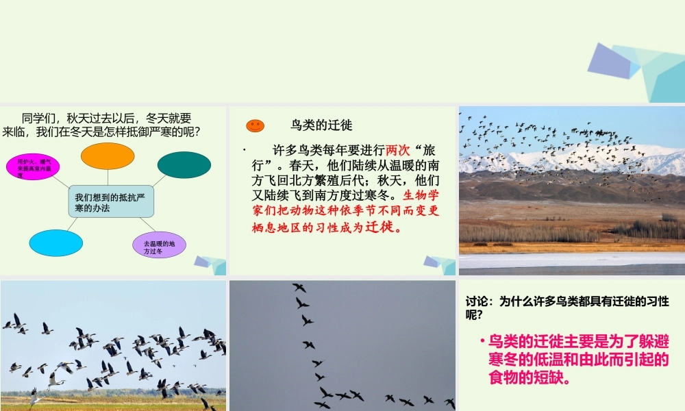 五年级科学上册 第7课 燕子南飞课件3 冀教版-冀教版小学五年级上册自然科学课件