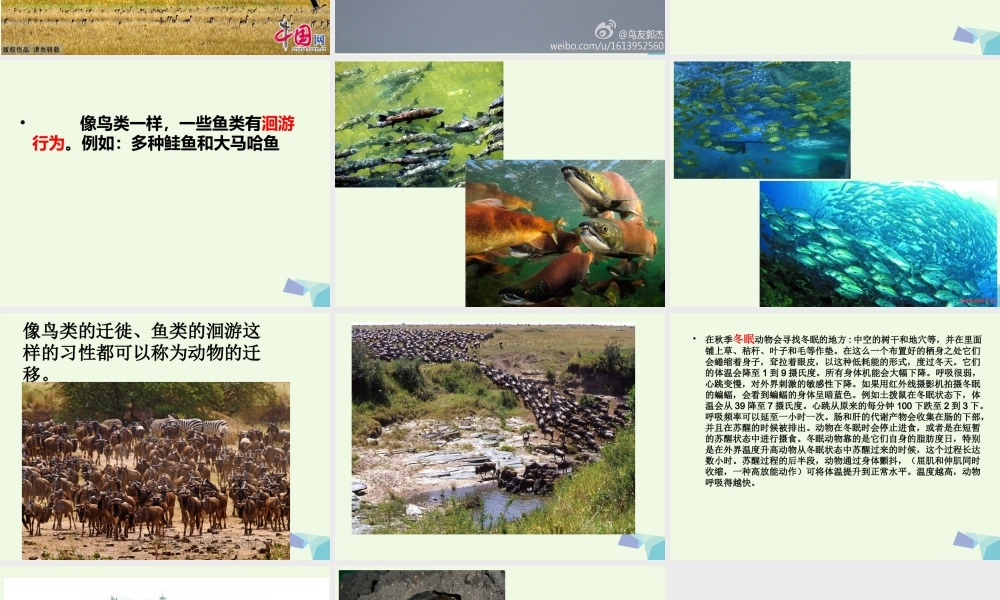 五年级科学上册 第7课 燕子南飞课件3 冀教版-冀教版小学五年级上册自然科学课件