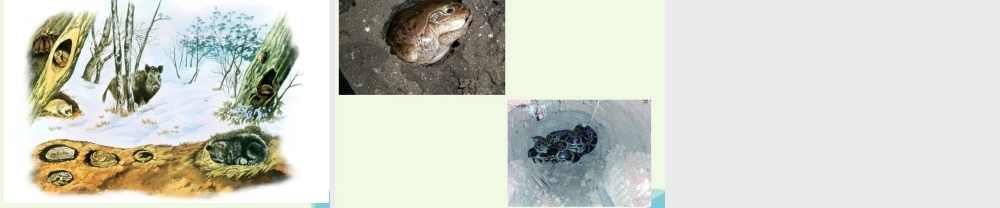 五年级科学上册 第7课 燕子南飞课件3 冀教版-冀教版小学五年级上册自然科学课件