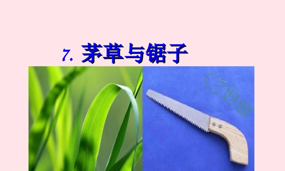 五年级科学上册 第7课《茅草与锯子》课件（1） 鄂教版-鄂教版小学五年级上册自然科学课件
