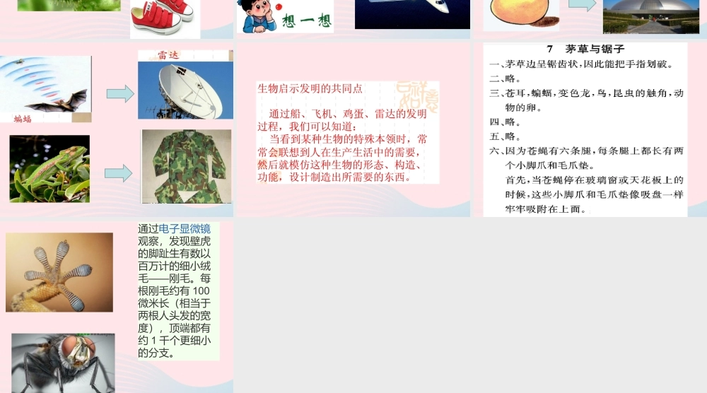 五年级科学上册 第7课《茅草与锯子》课件（1） 鄂教版-鄂教版小学五年级上册自然科学课件