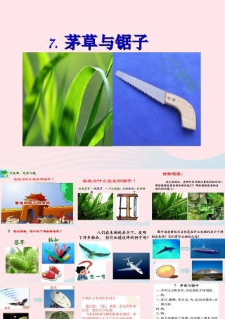 五年级科学上册 第7课《茅草与锯子》课件（1） 鄂教版-鄂教版小学五年级上册自然科学课件