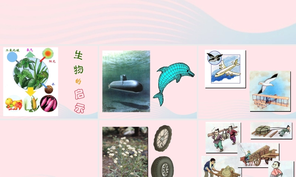 五年级科学上册 第7课《茅草与锯子》课件（2） 鄂教版-鄂教版小学五年级上册自然科学课件