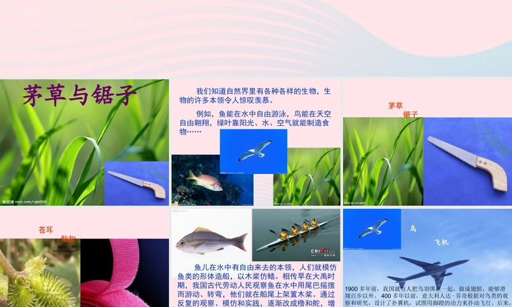 五年级科学上册 第7课《茅草与锯子》课件（3） 鄂教版-鄂教版小学五年级上册自然科学课件