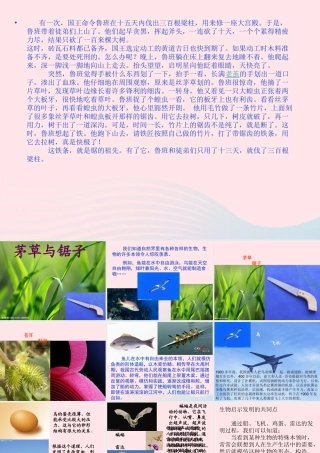 五年级科学上册 第7课《茅草与锯子》课件（3） 鄂教版-鄂教版小学五年级上册自然科学课件