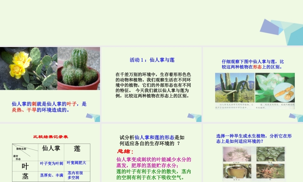 五年级科学上册 第8课 仙人掌的刺课件1 冀教版-冀教版小学五年级上册自然科学课件