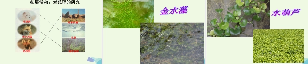 五年级科学上册 第8课 仙人掌的刺课件1 冀教版-冀教版小学五年级上册自然科学课件