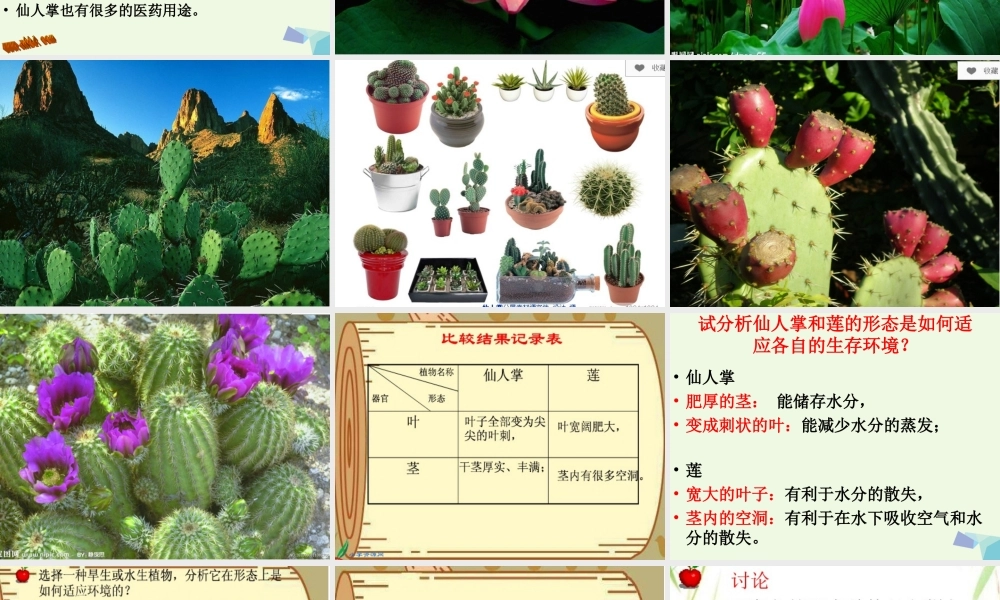 五年级科学上册 第8课 仙人掌的刺课件2 冀教版-冀教版小学五年级上册自然科学课件