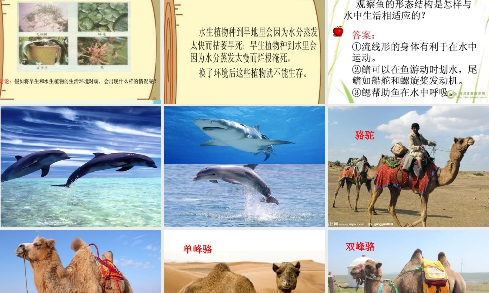 五年级科学上册 第8课 仙人掌的刺课件2 冀教版-冀教版小学五年级上册自然科学课件