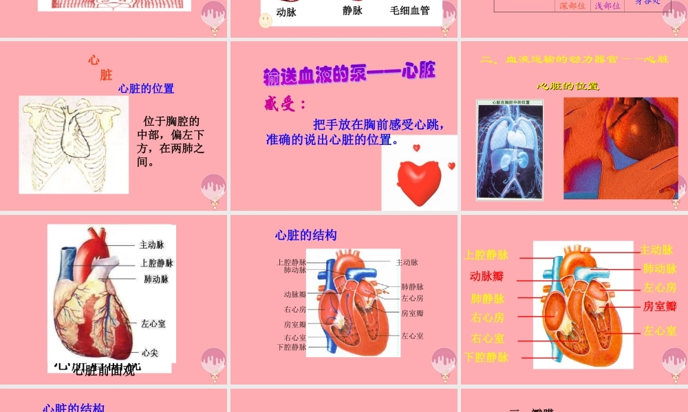 五年级科学上册 第8课 心脏和血管课件3 青岛版-青岛版小学五年级上册自然科学课件