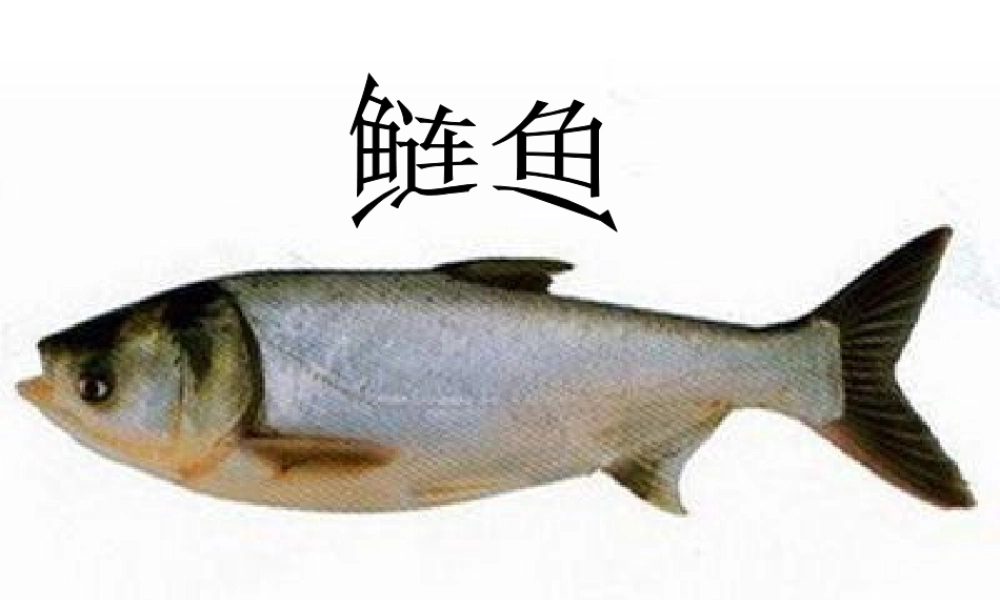 五年级科学上册 第8课《鱼》课件（1） 鄂教版-鄂教版小学五年级上册自然科学课件