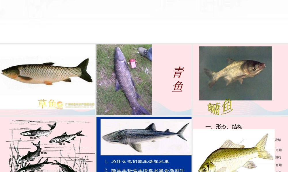 五年级科学上册 第8课《鱼》课件（1） 鄂教版-鄂教版小学五年级上册自然科学课件