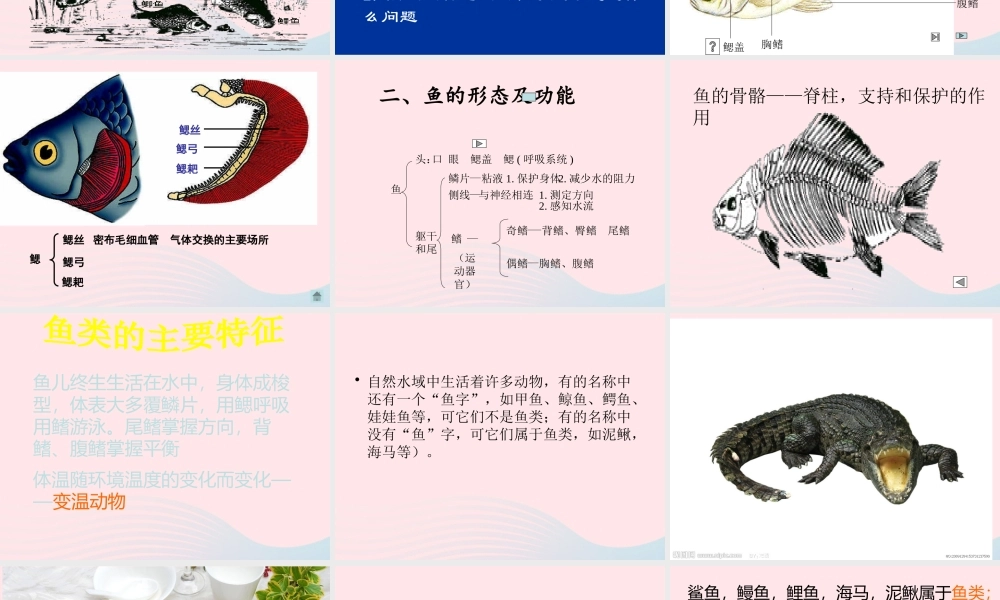 五年级科学上册 第8课《鱼》课件（1） 鄂教版-鄂教版小学五年级上册自然科学课件