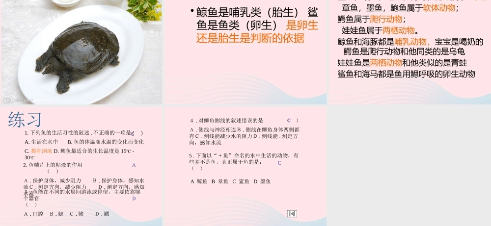 五年级科学上册 第8课《鱼》课件（1） 鄂教版-鄂教版小学五年级上册自然科学课件