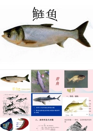 五年级科学上册 第8课《鱼》课件（1） 鄂教版-鄂教版小学五年级上册自然科学课件