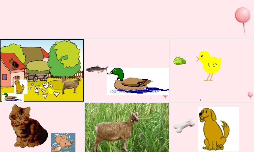 五年级科学下册 第2课《动物吃什么》课件1 鄂教版-鄂教版小学五年级下册自然科学课件