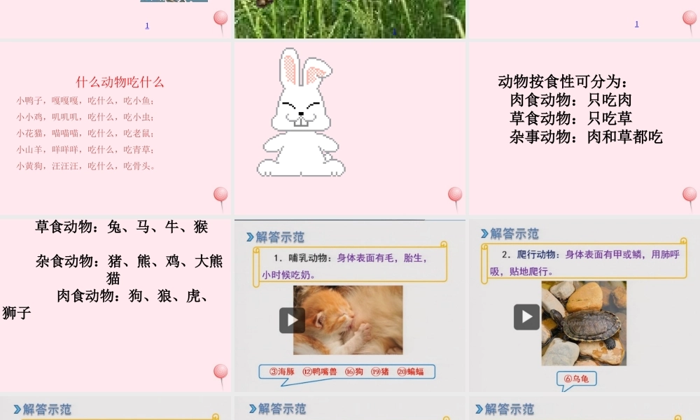 五年级科学下册 第2课《动物吃什么》课件1 鄂教版-鄂教版小学五年级下册自然科学课件