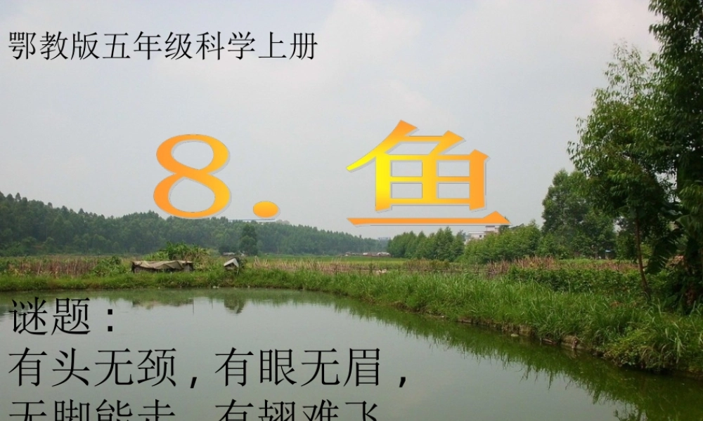 五年级科学上册 第8课《鱼》课件（2） 鄂教版-鄂教版小学五年级上册自然科学课件