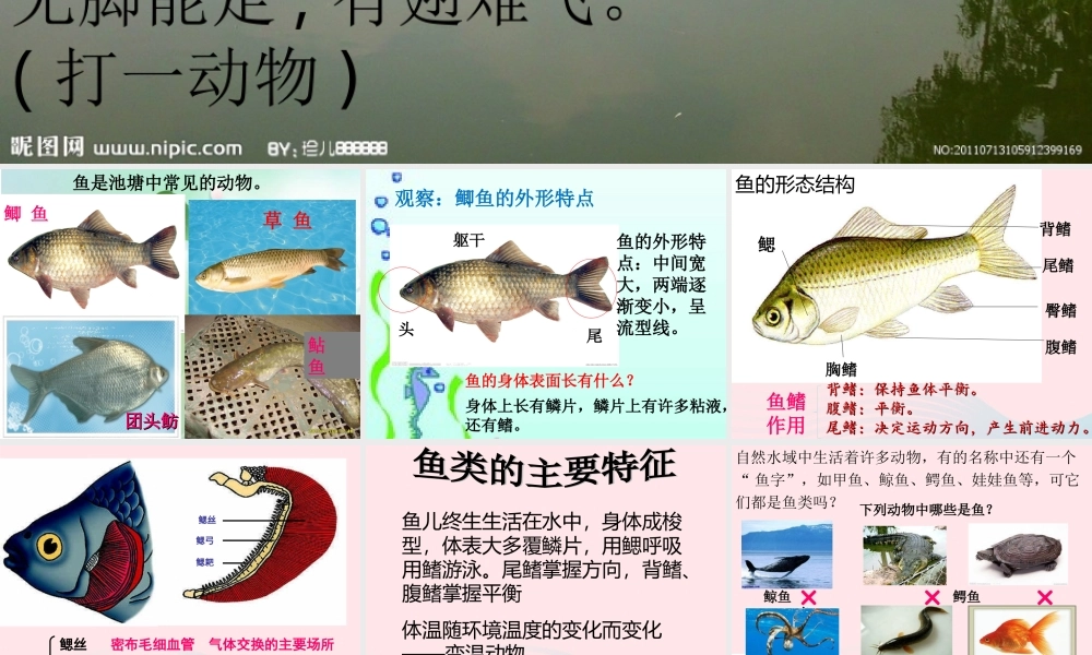 五年级科学上册 第8课《鱼》课件（2） 鄂教版-鄂教版小学五年级上册自然科学课件