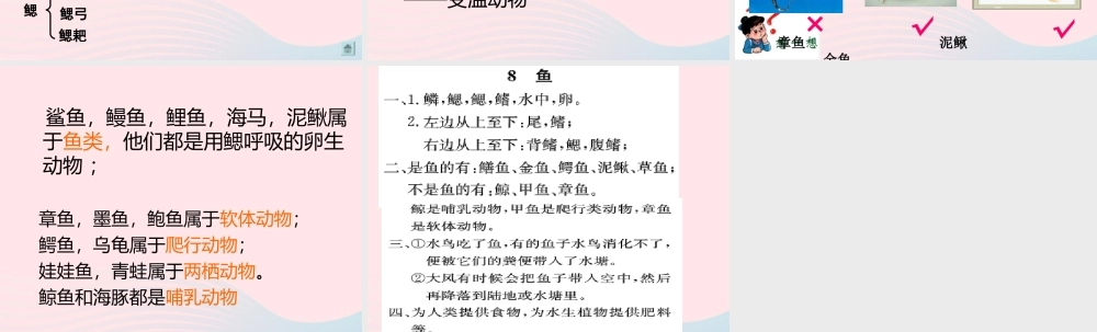 五年级科学上册 第8课《鱼》课件（2） 鄂教版-鄂教版小学五年级上册自然科学课件