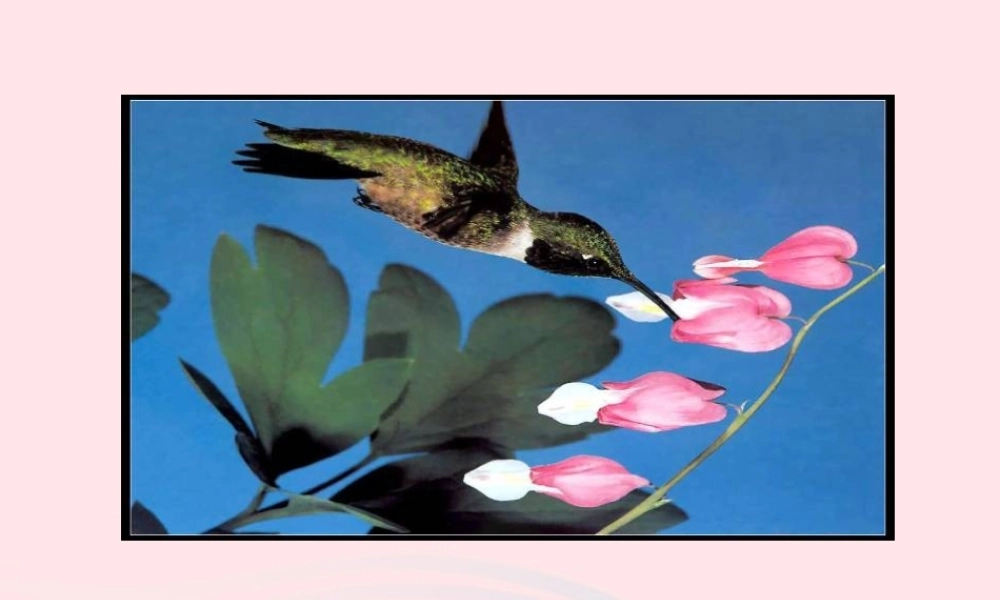 五年级科学下册 第2课《动物吃什么》课件2 鄂教版-鄂教版小学五年级下册自然科学课件