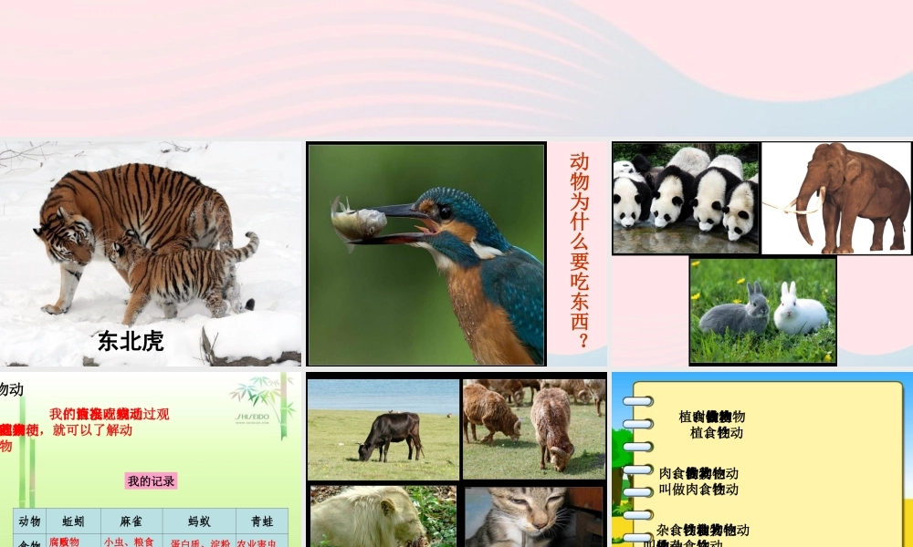 五年级科学下册 第2课《动物吃什么》课件2 鄂教版-鄂教版小学五年级下册自然科学课件
